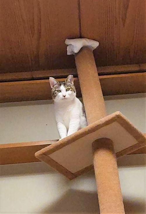 キャットタワーから見下ろす猫