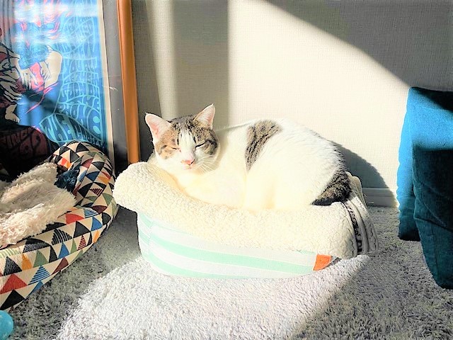 日光浴で寝ているキジ白猫