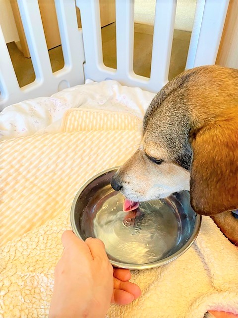 水を飲む犬