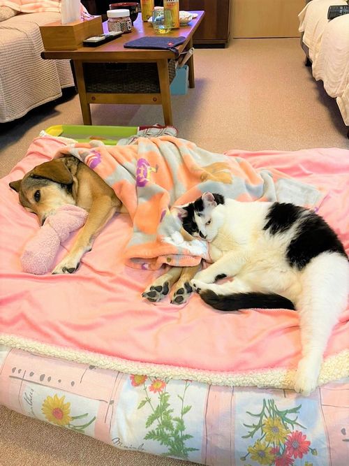犬と猫同じベッド