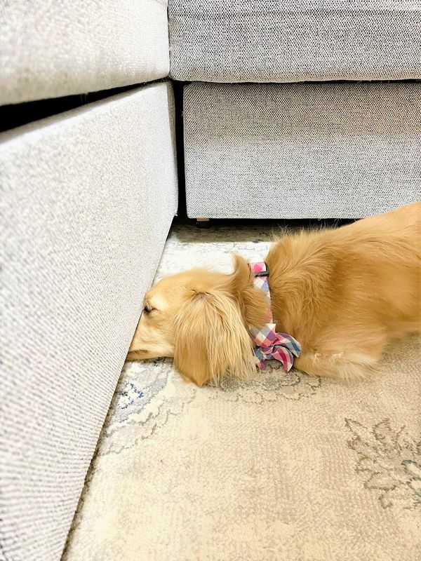鼻をソファーに突っ込む犬